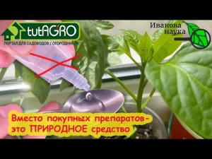 ВМЕСТО ПОКУПНЫХ ПРЕПАРАТОВ ИСПОЛЬЗУЙТЕ ЭТО ПРИРОДНОЕ СРЕДСТВО. Для подкормки и восстановления.