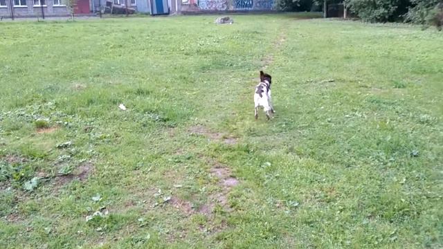 Дисцеплина при подаче смотреть онлайн