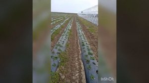 Клубника.Расстояние между рядами и кустами.