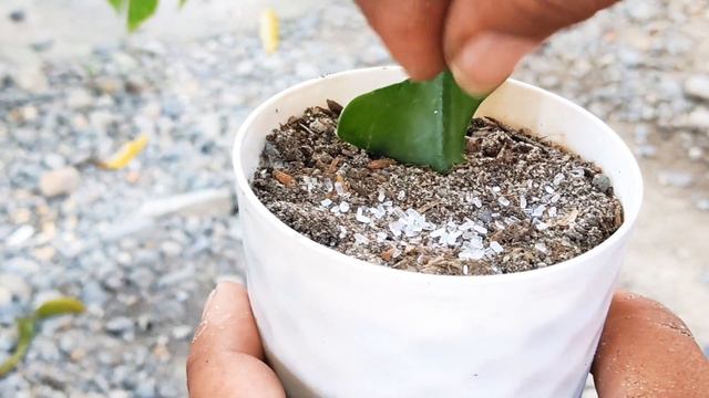How to Propagate Cactus смотреть онлайн