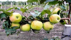 Яблоня Северный Синап