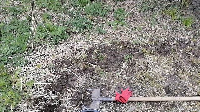 Дербенник. Пересадка. смотреть онлайн