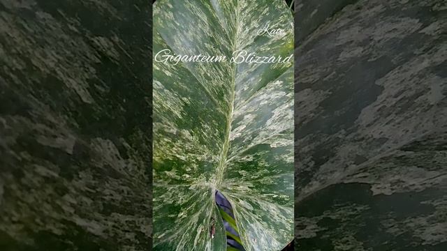 Philodendron Giganteum Blizzard смотреть онлайн