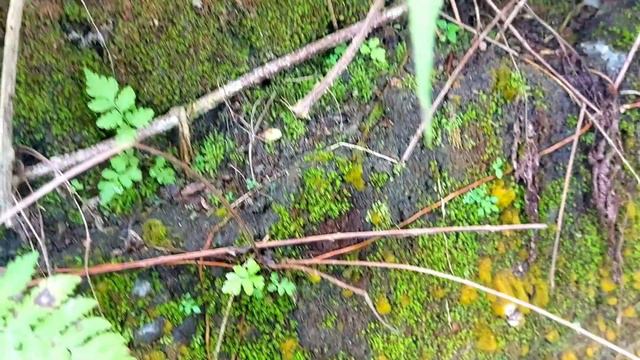 Hunting Snails!!Berburu Dan Mencari Keong Siput Bekicot Jumbo Dikebun Pisang смотреть онлайн