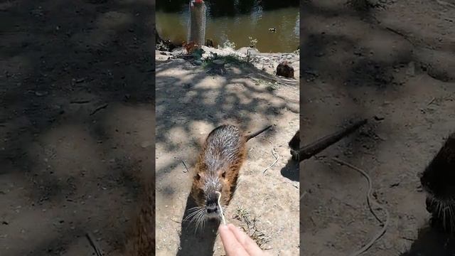 Нутрии в природе. смотреть онлайн