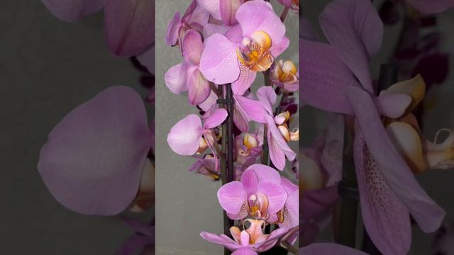 Фаленопсис Бьюмонт ;phal. Beaumont смотреть онлайн