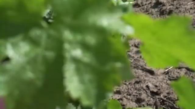 www.evolar.md/ vinograd смотреть онлайн