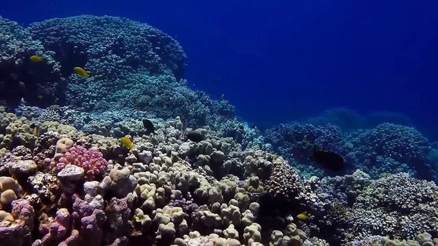 Diving in Red Sea, Hurghada, Makadi Bay, May 2015' - FHD смотреть онлайн
