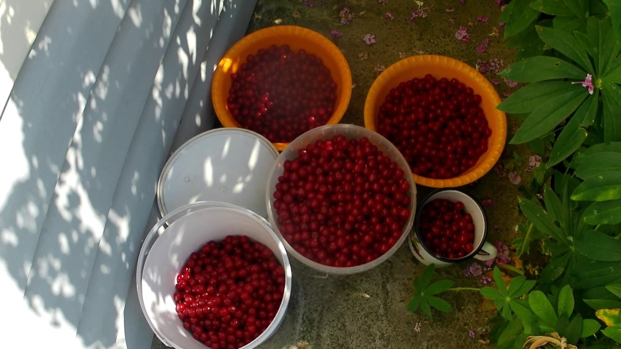 Войлочная вишня таментоза. Вкусная вишня. Урожай войлочной вишни в Челябинске. Сезон 2022 смотреть онлайн