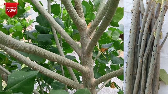 கல்யாண முருங்கை / Indian Coral Tree (Erythrina variegata) - Plant Propagation by STEMS in Tamil смотреть онлайн