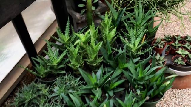 HOUSE PLANT ROAD TRIP: Ep. 1- JOURNEY TO 4 NEW YORK GARDEN NURSERIES смотреть онлайн