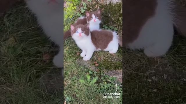 двойнашки котёнок смотреть онлайн