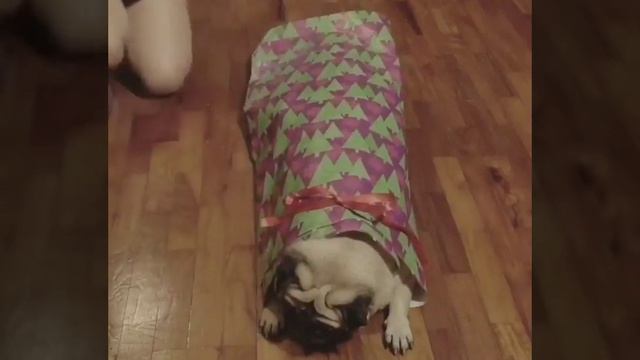 НОВОГОДНЯЯ СБОРКА ПРИКОЛОВ С МОПСАМИ #1 смотреть онлайн