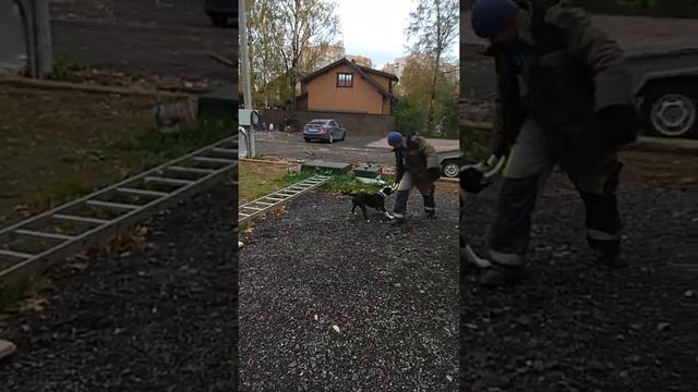 Собака питбуль смотреть онлайн
