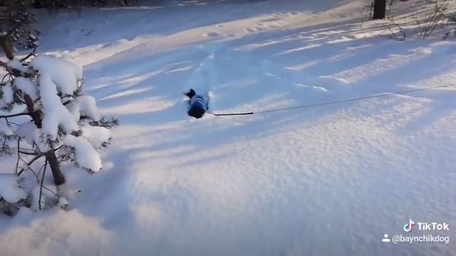Собака Снегоход смотреть онлайн