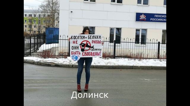 Анонс Круглого Стола по спасению косаток и белух из тюрьмы смотреть онлайн