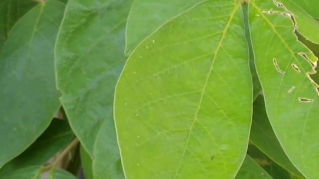 Planta com folhas grandes смотреть онлайн