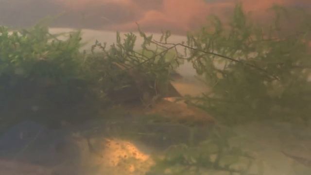 HOW TO USE JAVA MOSS IN YOUR AQUARIUM смотреть онлайн