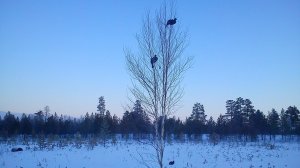 Охота на тетерева с чучелами. Неожиданно налетела стая гуся...