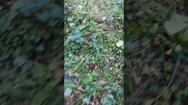 Море грибов в Подмосковье смотреть онлайн