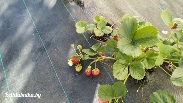 Сорт Альбион. ?ТРУДЯГА?. Никогда не подведёт! Belklubnika.by.mp4 смотреть онлайн