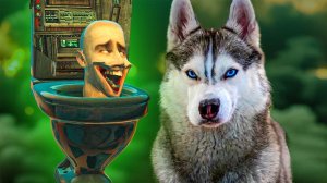 КАК УБИТЬ БОССА СКИБИДИ ТУАЛЕТ ?? (Хаски Бандит) Говорящая собака
