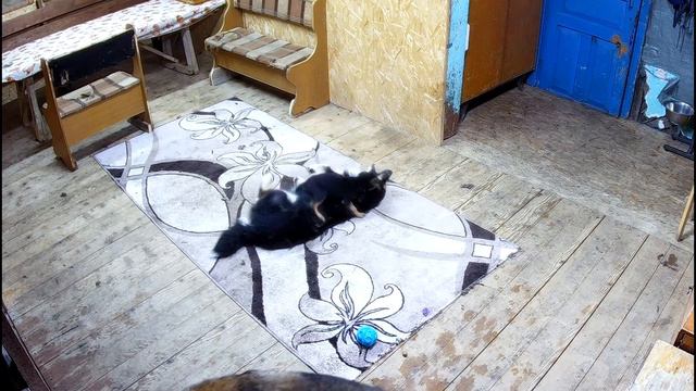 Маленький щенок строит всех, но ее все любят. Позитивное видео для всех ! Игры волков с собаками смотреть онлайн