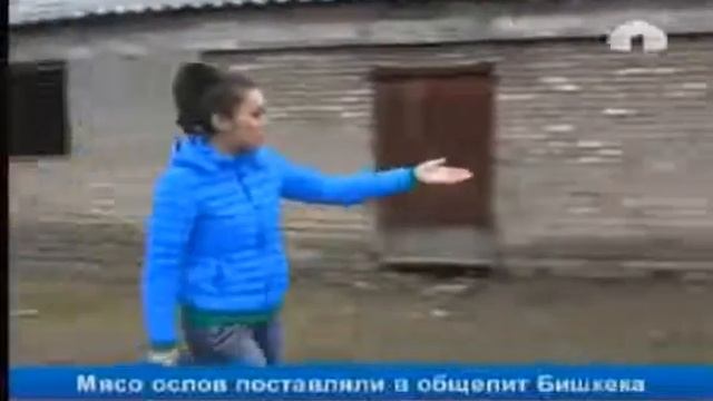 Мясо ОСЛОВ!!! В Бишкеке