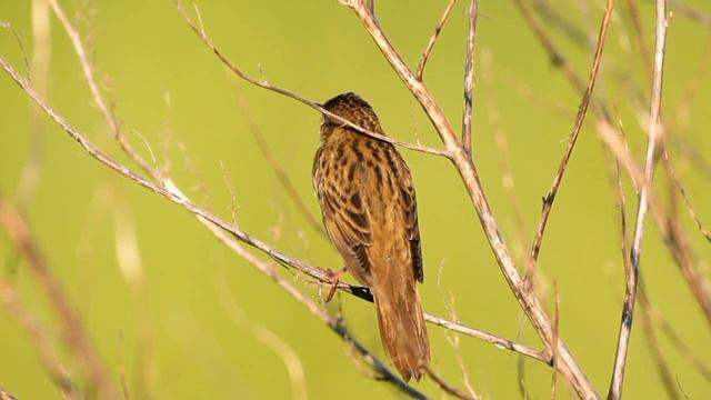 Feldschwirl - Western Grasshopper Warbler - Locustella naevia смотреть онлайн
