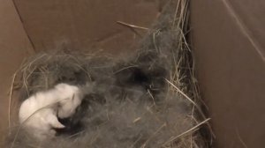 Зимние окролы в морозы. Как спасти крольчат от холода? Забираем крольчат у самки, все о методе.