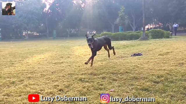 Slow motion video of lusy🤩 | Doberman Pincher смотреть онлайн