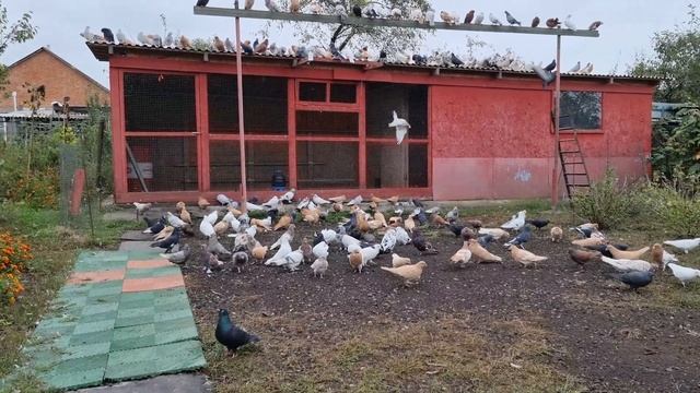 Голуби где золотая середина? смотреть онлайн