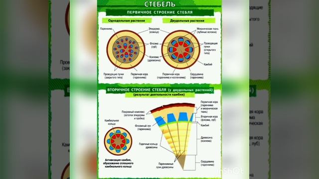 Однодольные и двудольные растения. Особенности строения, различия смотреть онлайн