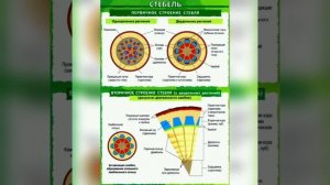 Однодольные и двудольные растения. Особенности строения, различия