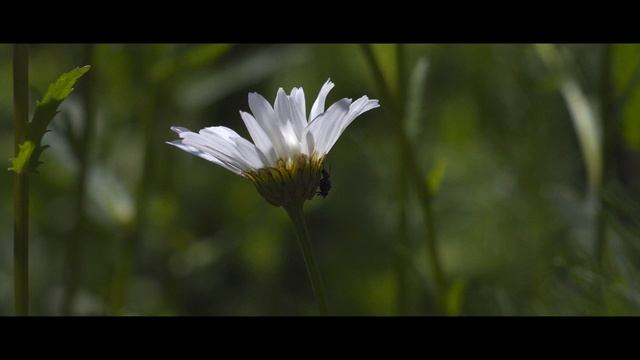 Цветы • Flowers