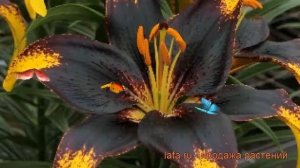 Лилия азиатская Танго Лайон Харт ? обзор: как сажать, луковицы лилии Танго Лайон Харт