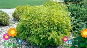 Дерен белый Ауреа. Краткий обзор, описание характеристик, где купить саженцы cornus alba Aurea