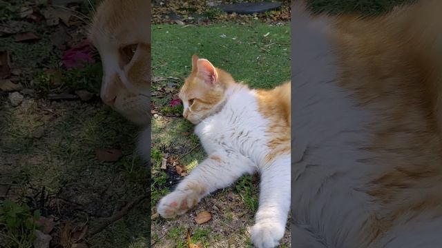 Рыжая кошка из укрытия наблюдает за людьми 😸 Смешные коты 😻 Stray red cat watches people 😹 Funny ca смотреть онлайн