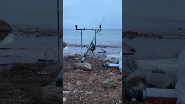 Шардара су қоймасы| Рыбалка на шардаре 2022| рыбалка на сазана| ловля сазана | шардара крепость смотреть онлайн
