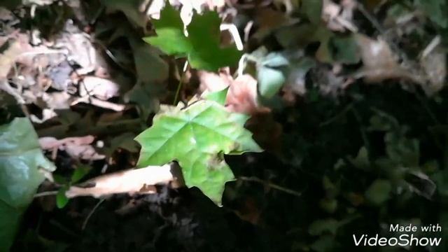 Удачный коп в городском парке) смотреть онлайн