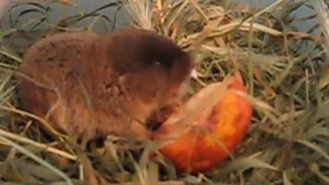 Ellobius talpinus Crimeа, или еще одна слепушонка смотреть онлайн