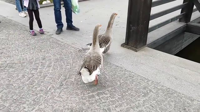 Красивая природа в яхт-клубе Сич. смотреть онлайн