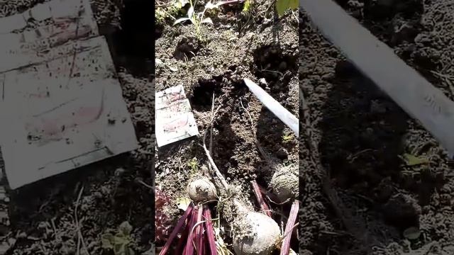 Снимаем урожай свеклы столовой одноростковой смотреть онлайн