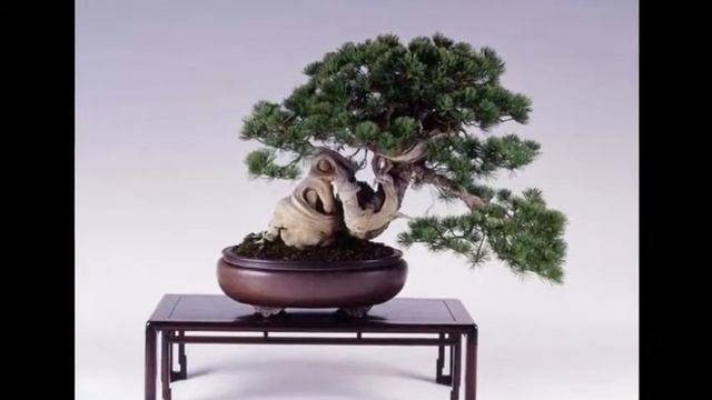 Бонсай искусство выращивания точной копии настоящего дерева в миниатюре смотреть онлайн