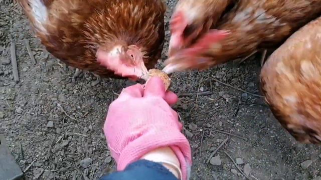 Будни Светика🤗Жизнь в Германии🇩🇪Встреча двух сердец🦢19.01.23#буднисветика#влог #НашажизньвГермании смотреть онлайн