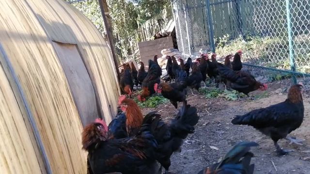 Петухи Черно Медного марана. смотреть онлайн