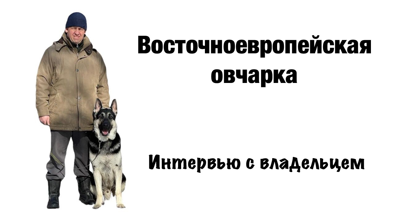 Восточноевропейская овчарка (ВЕО). Интервью с владельцем. смотреть онлайн