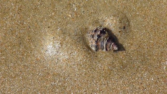 Смешные Моменты с Животными