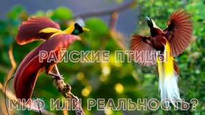 Райские птицы - это миф? Или они существуют на самом деле?