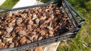 Заготовка коры для орхидей самостоятельно